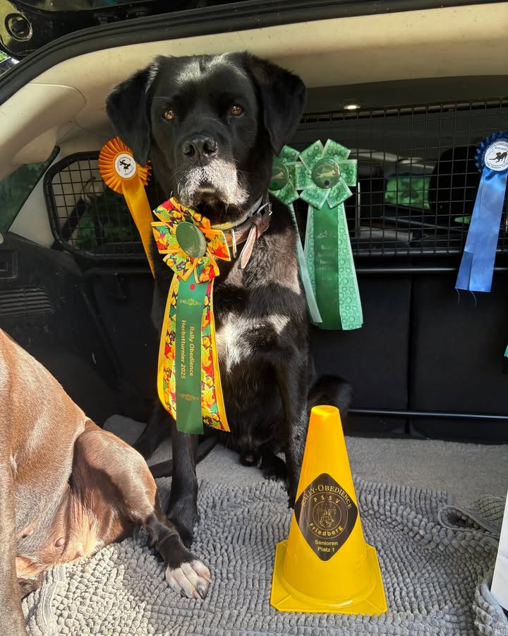 Boxer Klub OG Rodgau