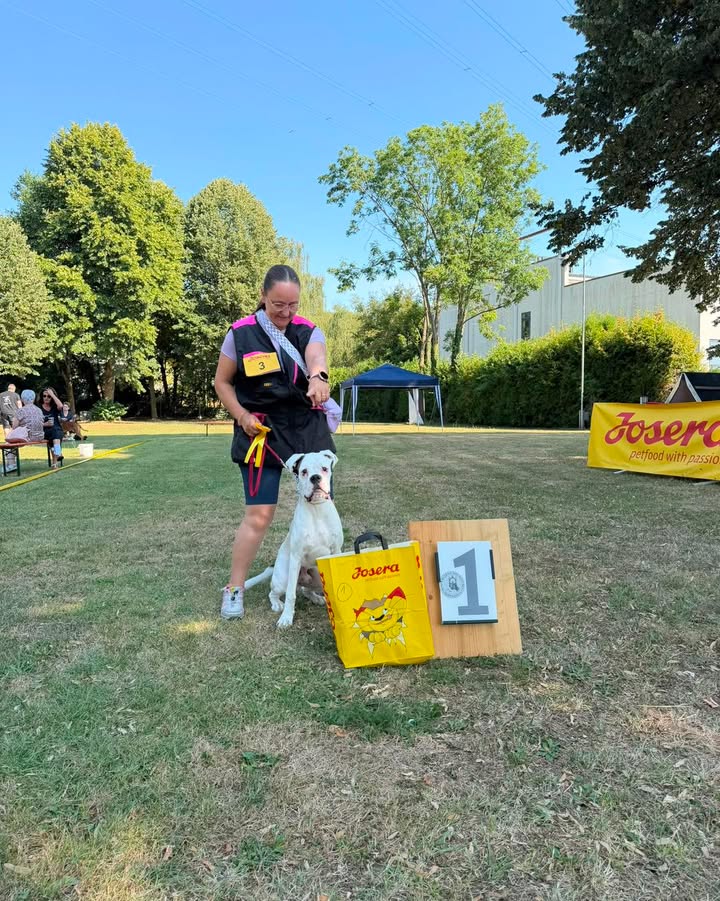 Boxer Klub OG Rodgau